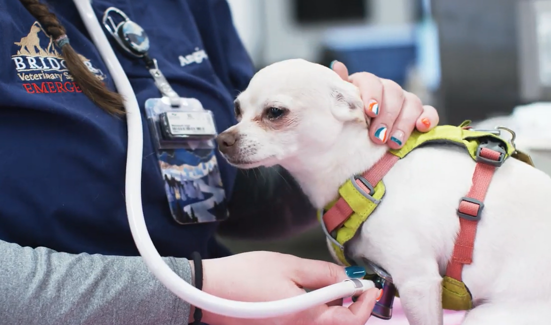 A white dog being examined