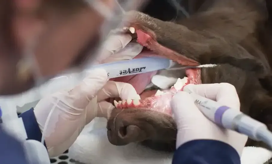 Veterinarian examining a sedated dog’s teeth with gloved hands and a dental tool