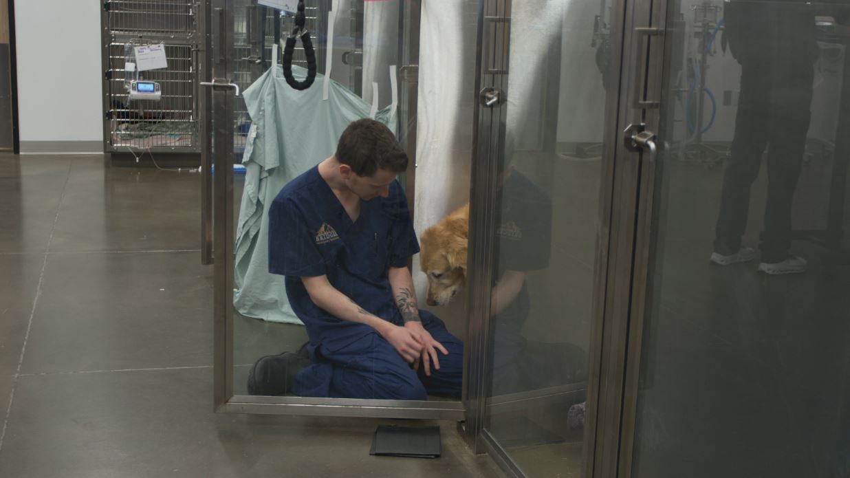 Veterinarian kneels beside a tan dog in a kennel corridor, gently checking on it through a glass door
