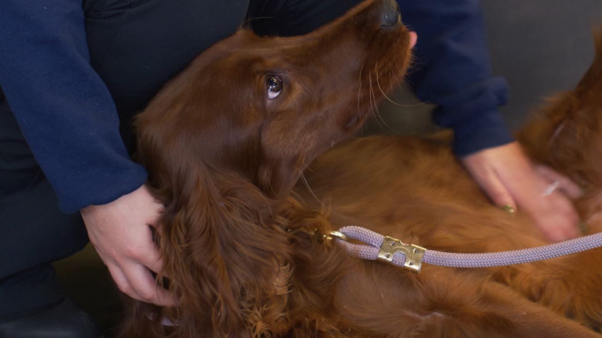Brown dog lying on its back while being held by two people, with a leash attached