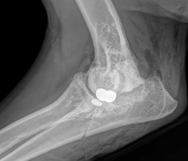 Bridger Veterinary Specialists and Emergency xray image of a bone