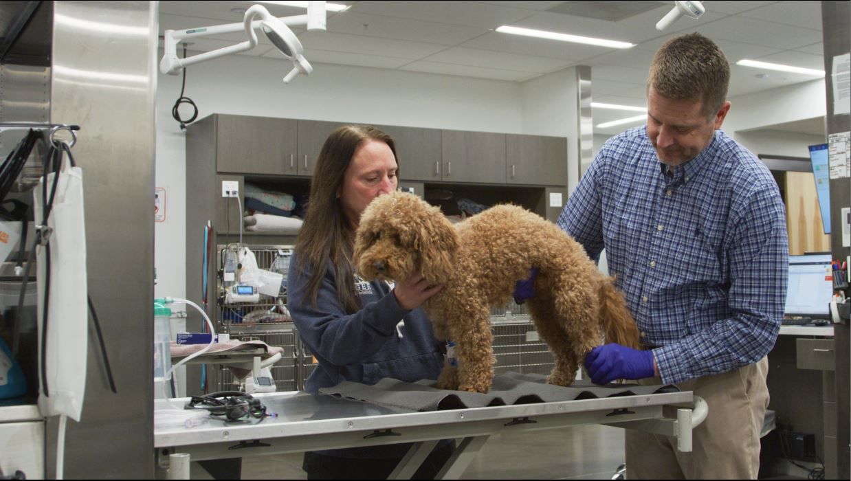 Hip Dysplasia | Bridger Veterinary Specialists & Emergency