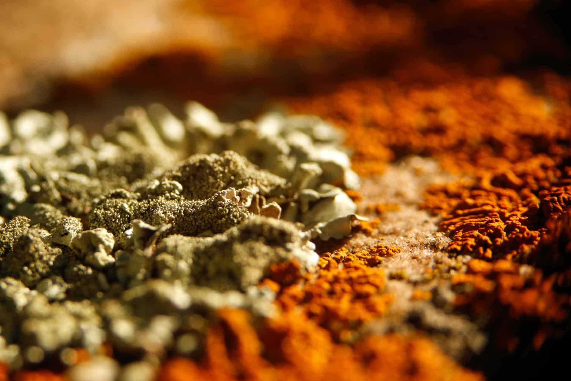 Orange mold