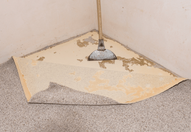 peeled up carpet that is being removed with a tool