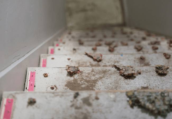 a close up of carpet staples, padding and tack strip on stairs