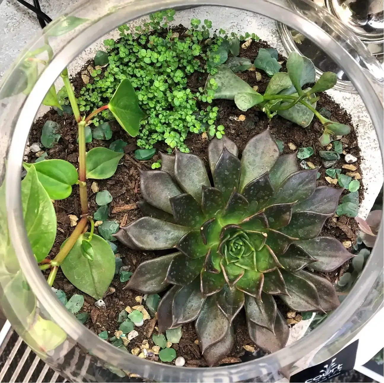 A glass container filled with lots of plants including a succulent