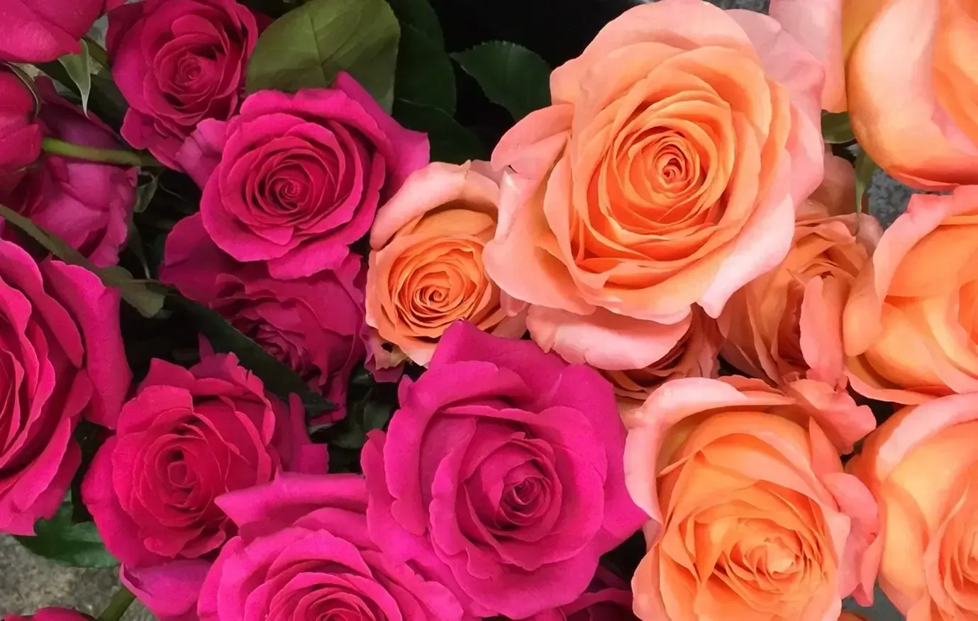 A bunch of pink and orange roses with green leaves