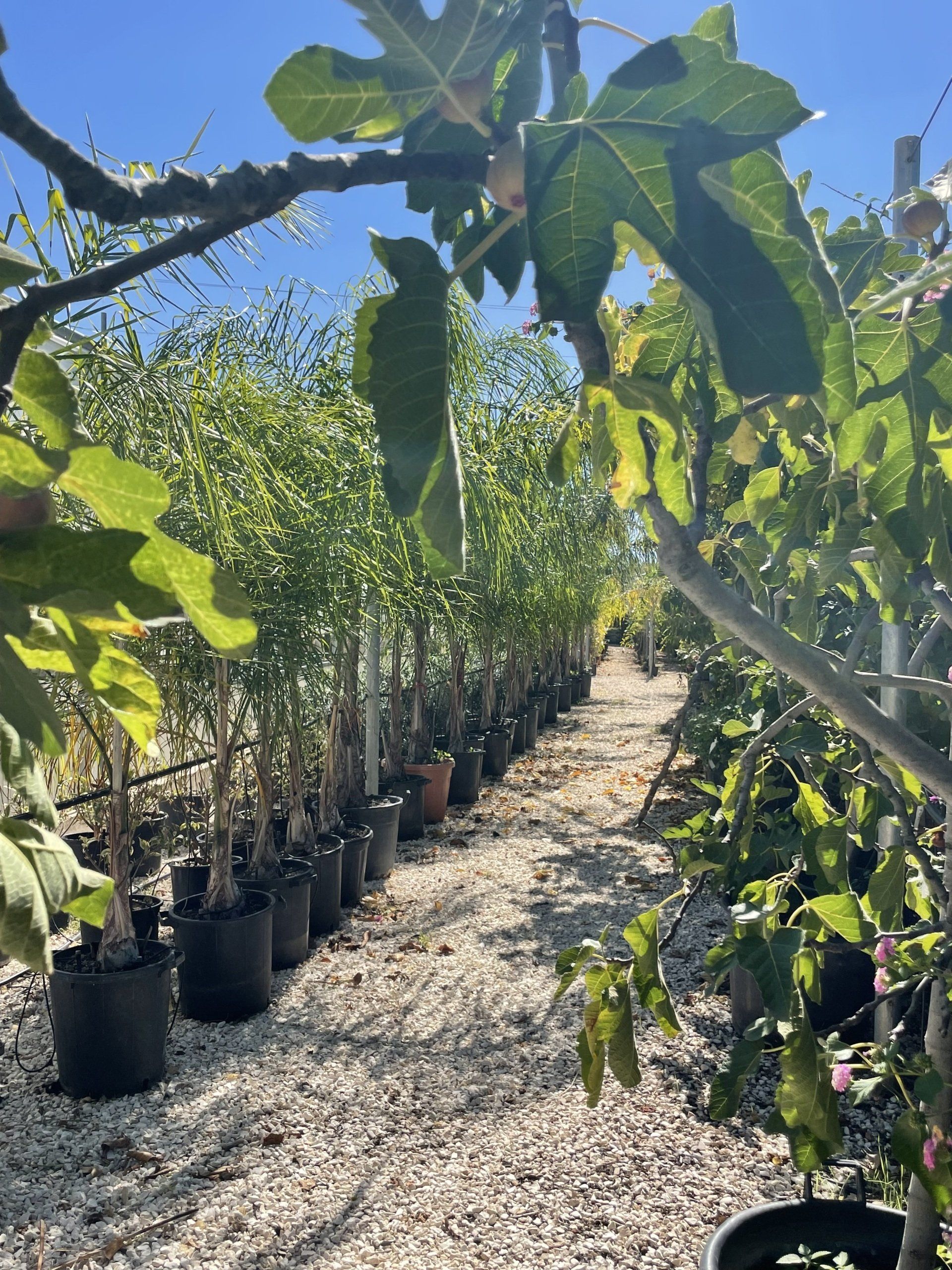 Cocos plumosa