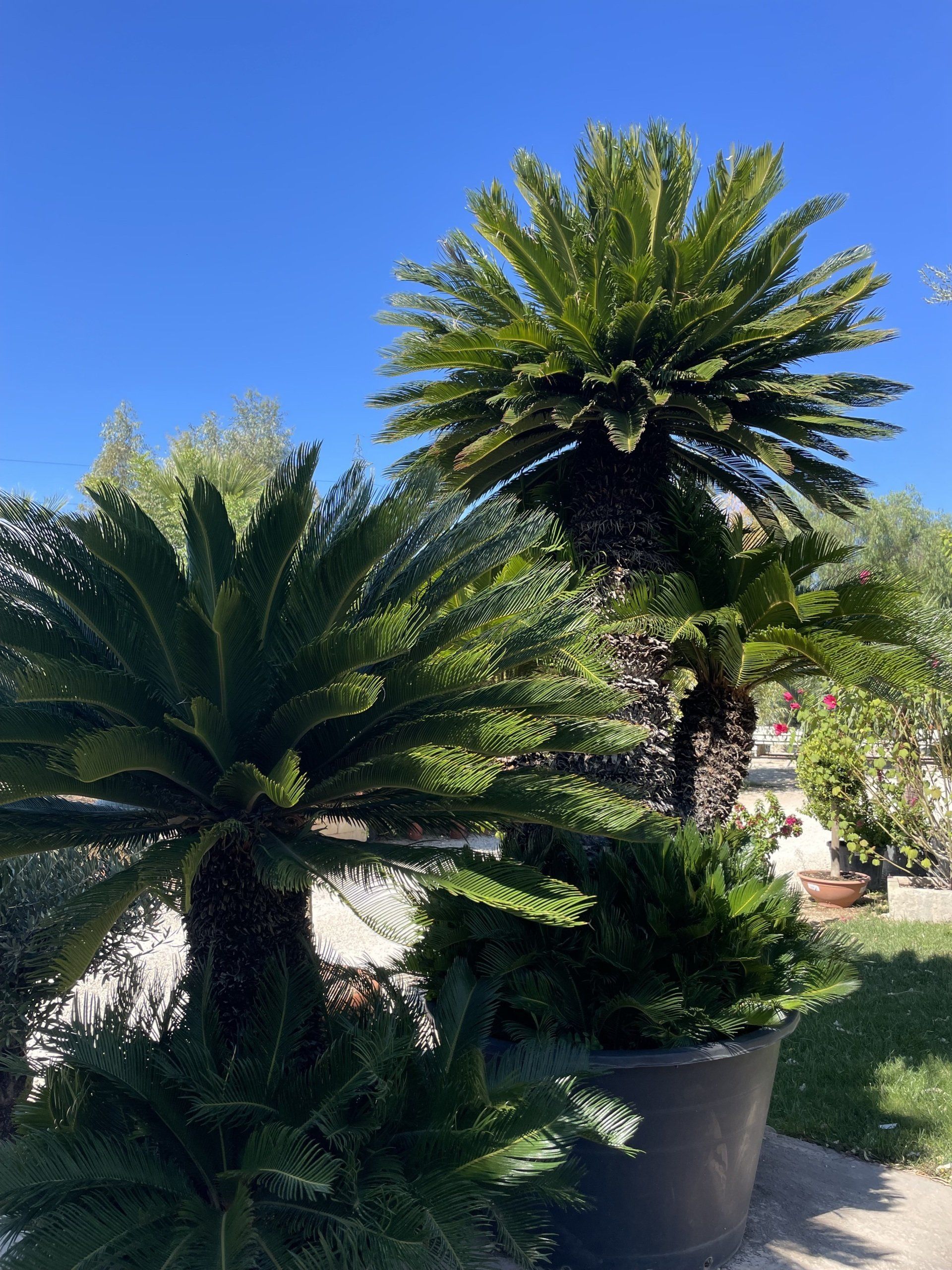 Cycas