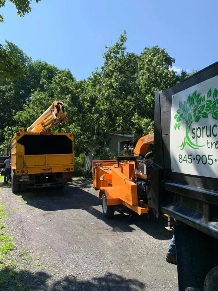 Orange wood chipper and trucks on a sunny driveway beside a tree-lined yard