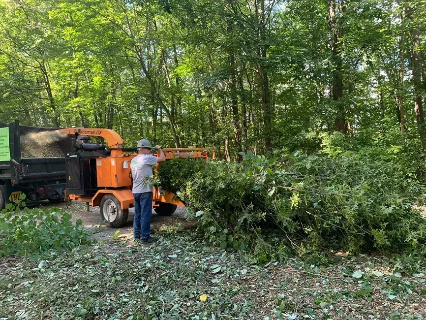 Spruce it up tree care removing a tree in new palz, ny