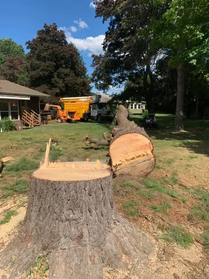 spruce it up tree care providing stump grinding services after removing a tree