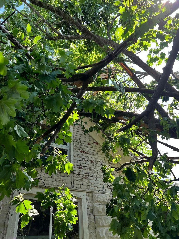 Sunlight filters through dense green leaves and tree branches partially obscuring an old, weathered stone building.