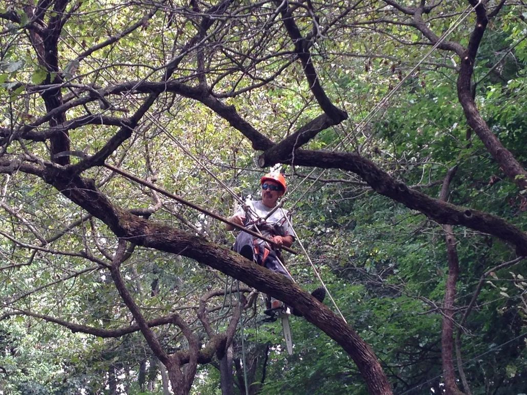 About Gates Tree Service in Yazoo City, MS About Gates Tree Service in Yazoo City, MS
