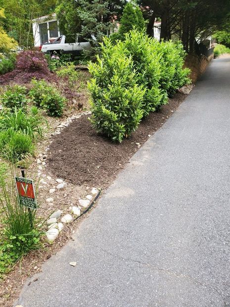 plant shrubs