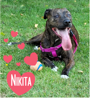 Nikita Louise Mascot for Digital Velocity and SEO