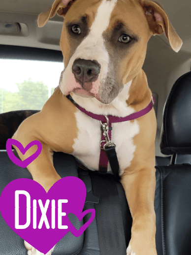 Digital Velocity and SEO mascot Dixie Mae