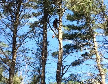 A man is climbing a tree with a rope.