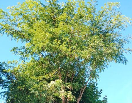 A tree with lots of leaves against a blue sky