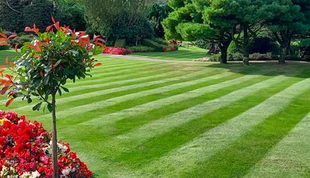 A lush green lawn with striped grass and trees in the background.