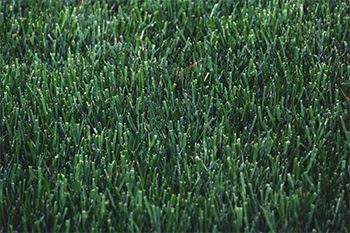 A close up of a lush green field of grass