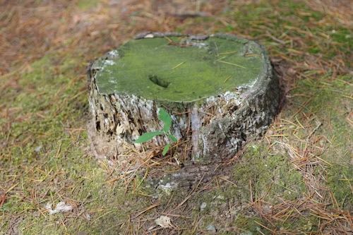 A tree stump with moss on it is sitting in the grass.