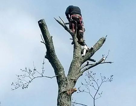 Tree worker cutting branches from a tall tree, wearing safety gear, against a blue sky.