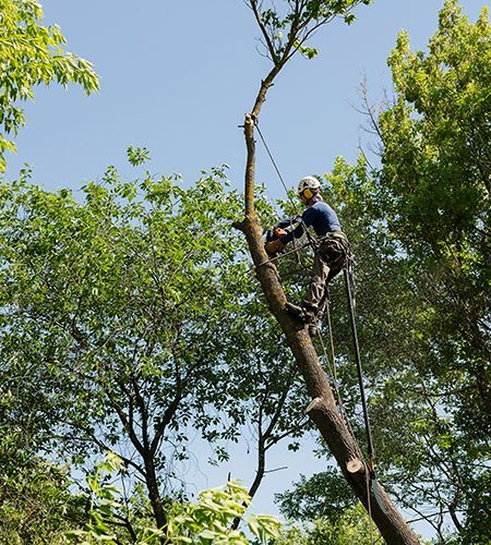 Arborist cutting tree branch with chainsaw, secured by rope, against blue sky.