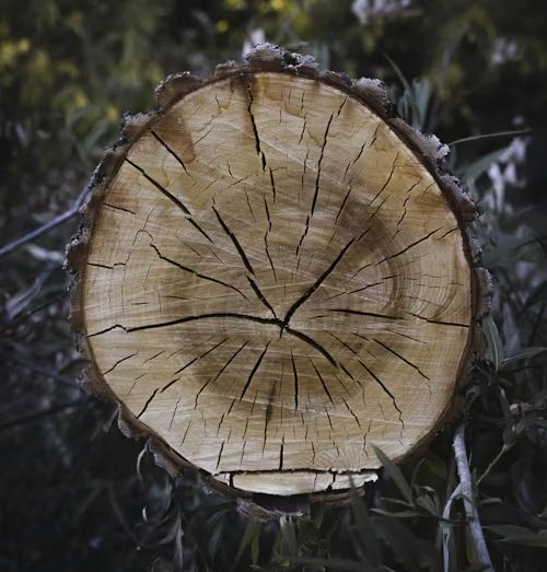 Cross-section of a tree trunk, showing rings and cracks, surrounded by dark foliage.