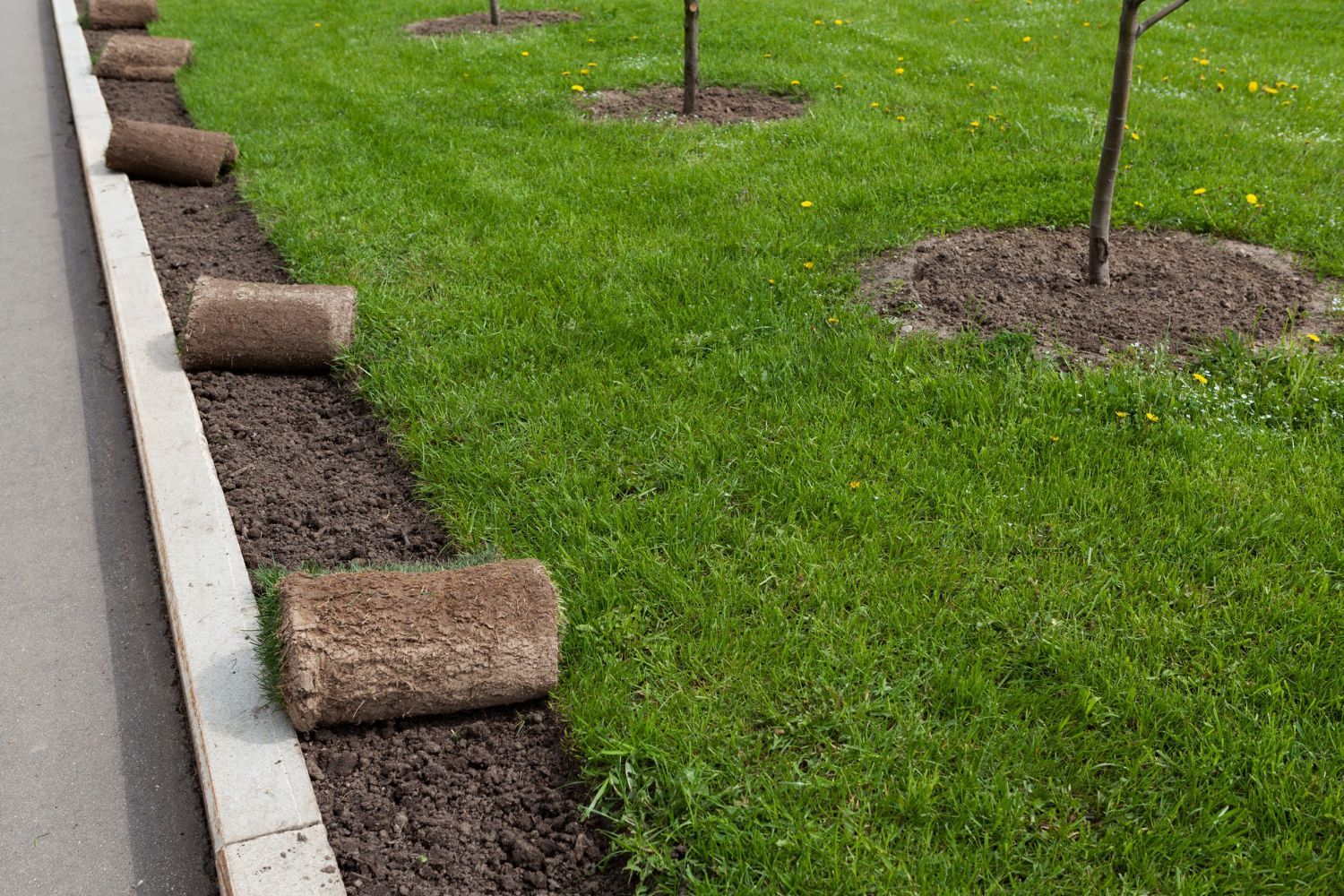 Freshly edged lawn with mulch and small rolled sod sections along a concrete curb