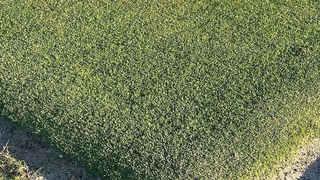 Close-up of dense green grass with shaded edges along a lawn or field boundary