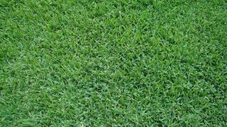 A close-up, top-down view of lush, vibrant green grass covering a lawn.
