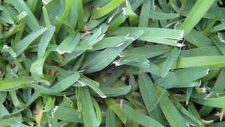 Close-up view of centipede grass blades with frayed, white-tipped edges.