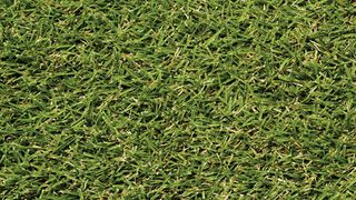 Close-up of dense green grass filling the frame