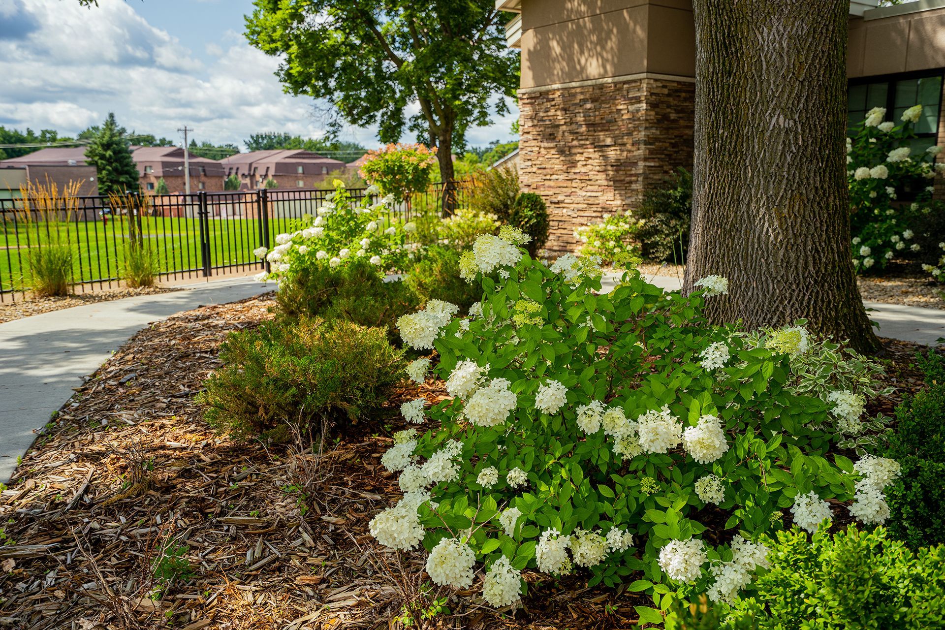 White hydrangea bushes bloom in a garden bed with mulch and a large tree next to a sidewalk and fence on a sunny day.