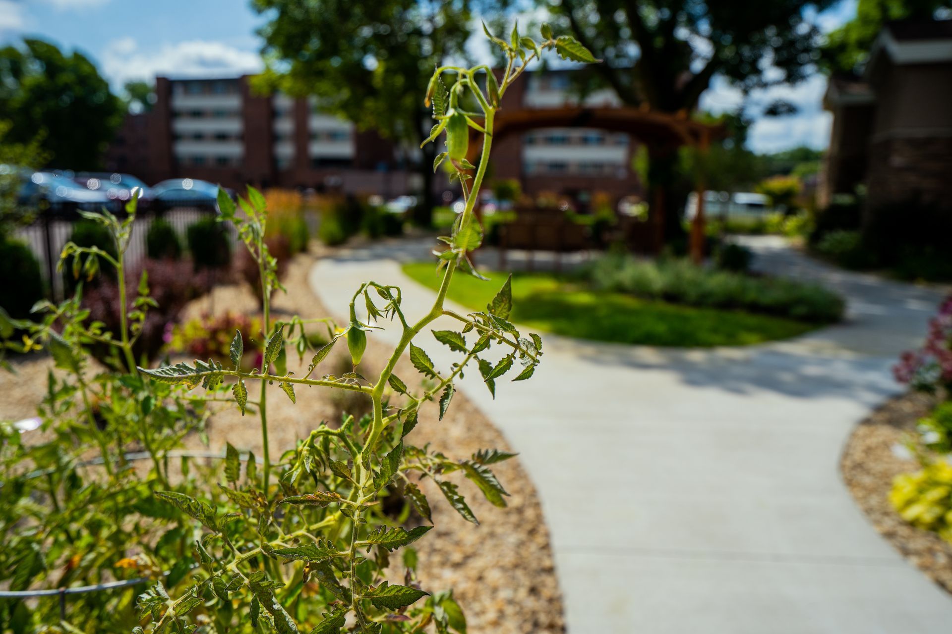 A close-up of a small tomato plant in the foreground, with a paved garden path and a pergola in the sunny background.