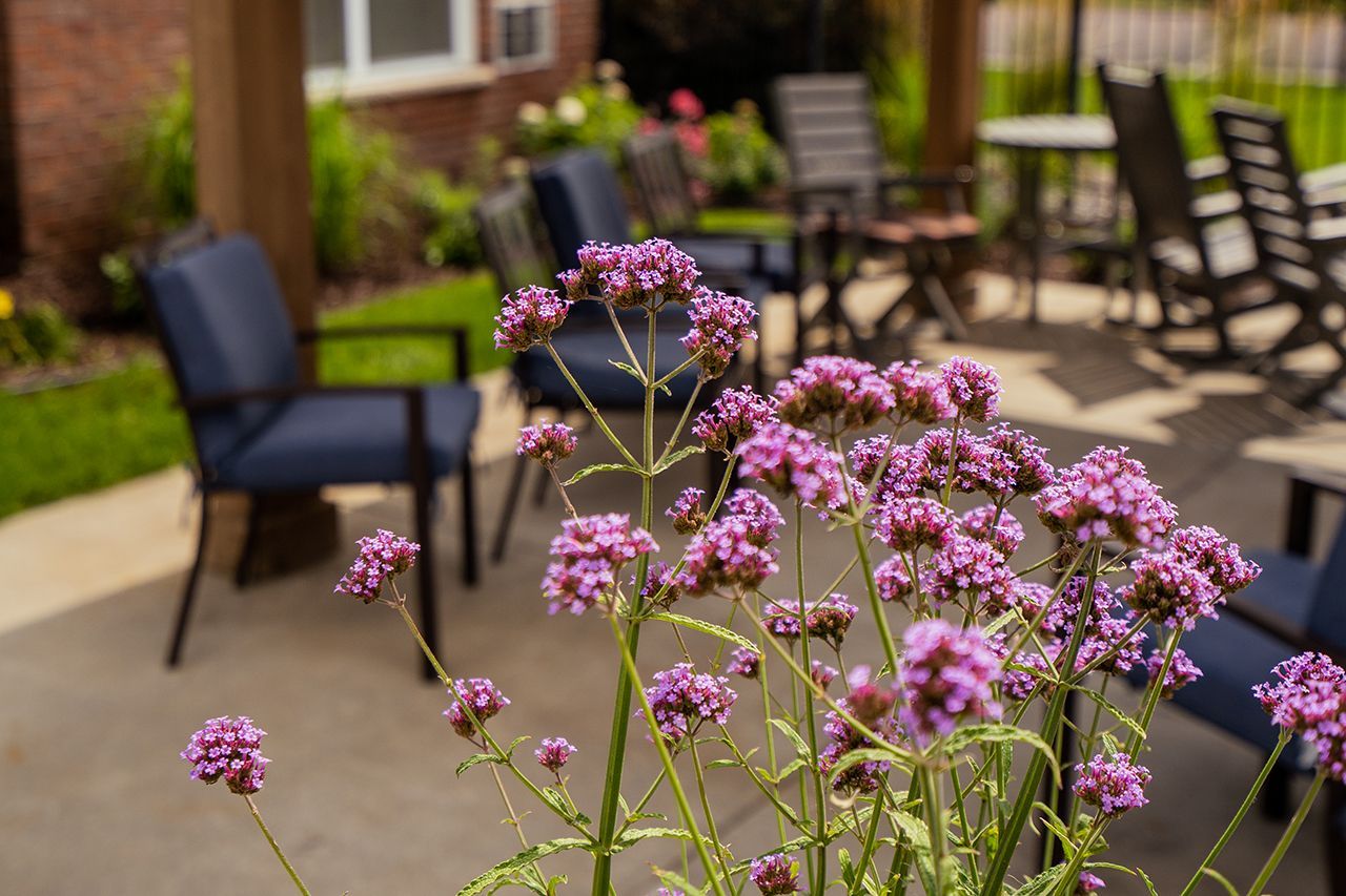 A close-up of purple verbena flowers in focus, with blurred patio furniture and a brick building in the background.