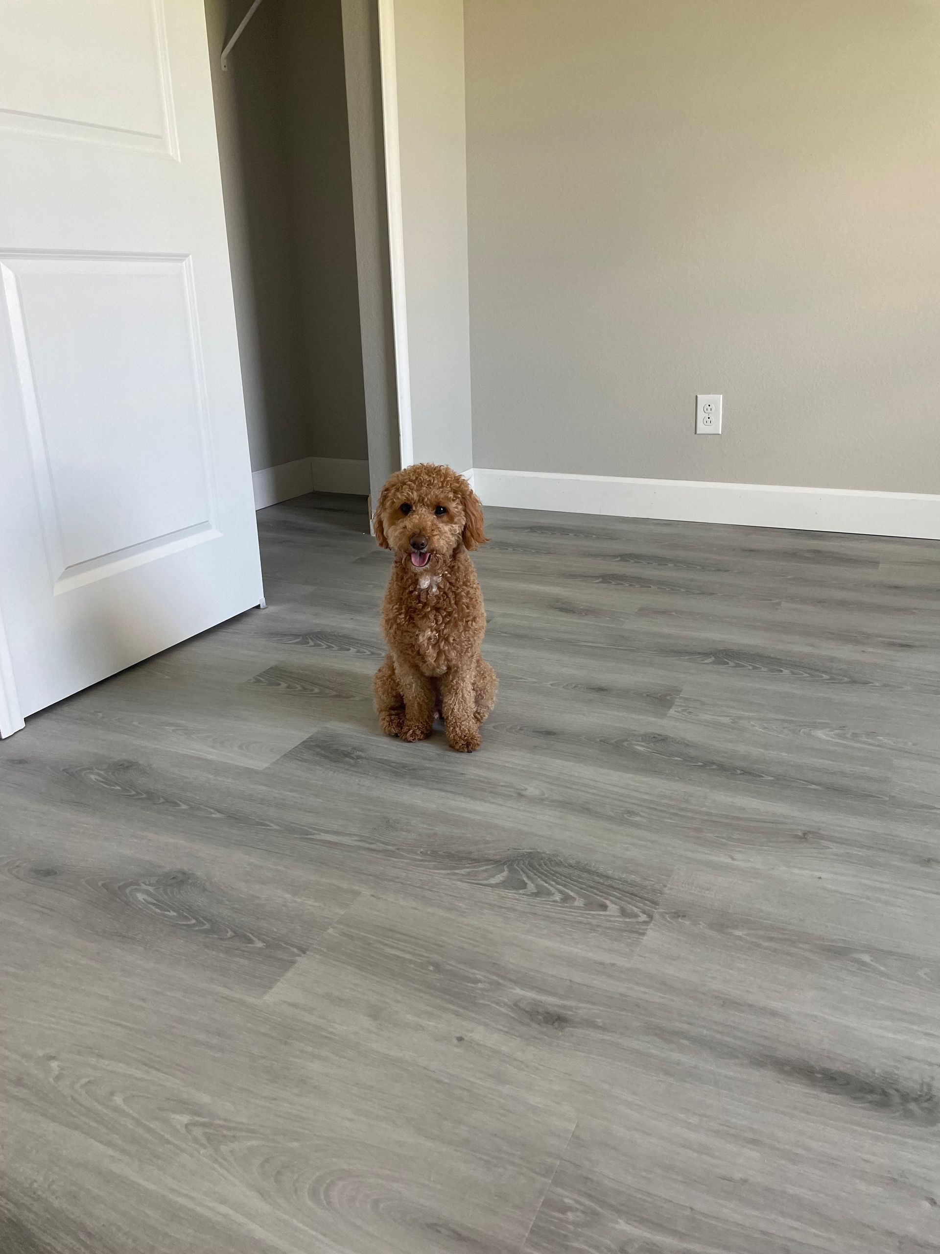 A small brown dog is sitting on a wooden floor in an empty room.
