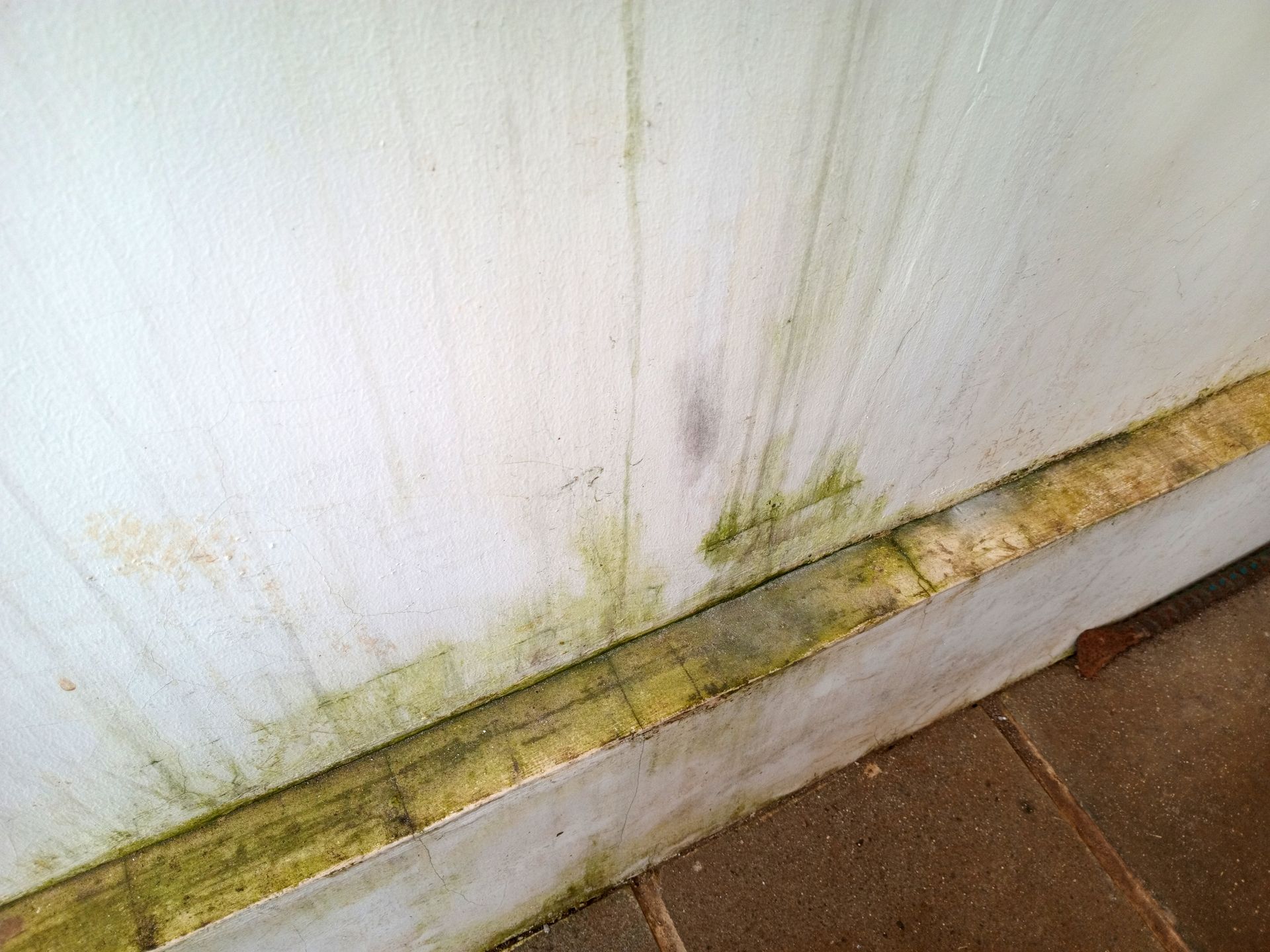 Mold and green staining along the bottom of a white wall near a brown floor edge