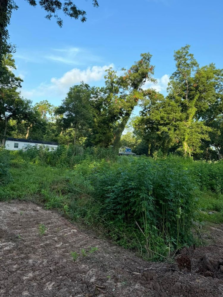 Overgrown field with trees in the background under a blue sky.