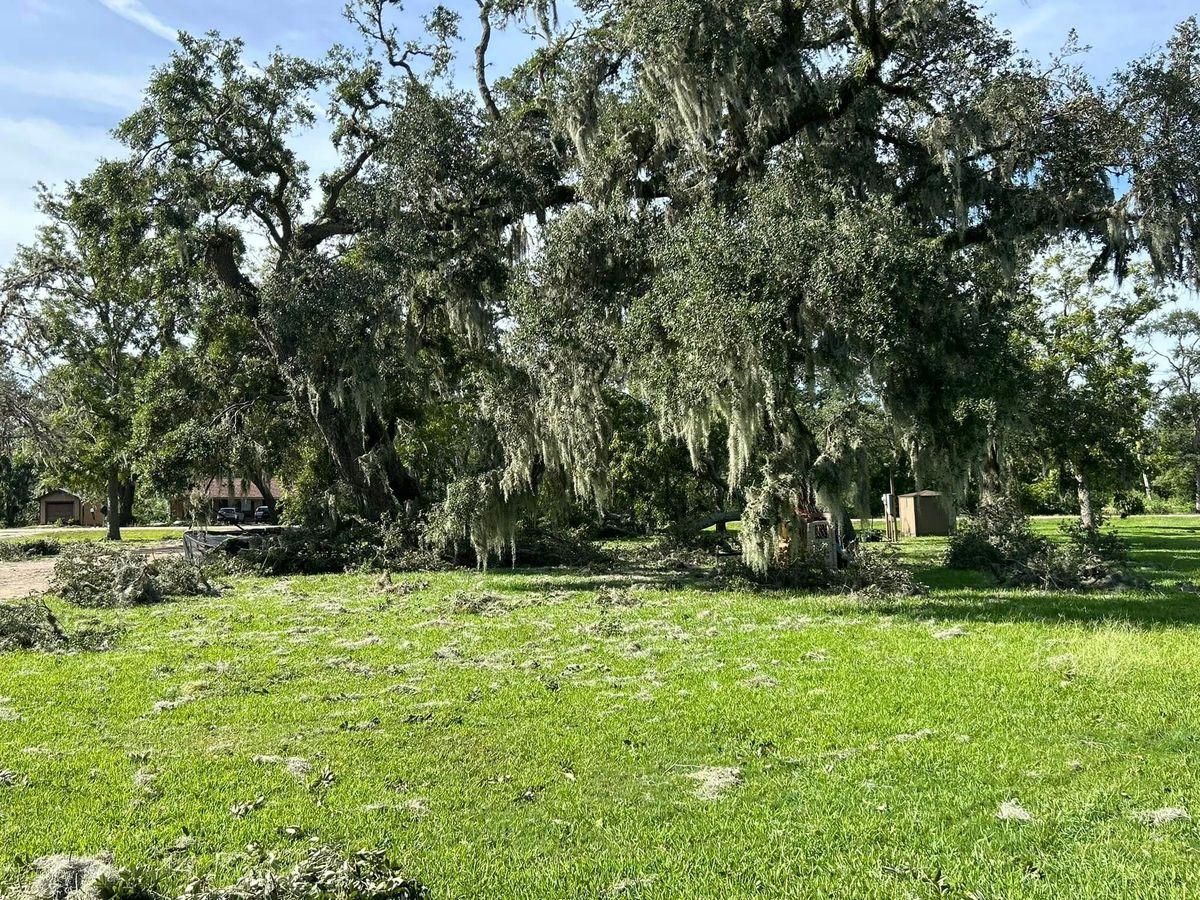 Large tree with Spanish moss, fallen branches on green grass.