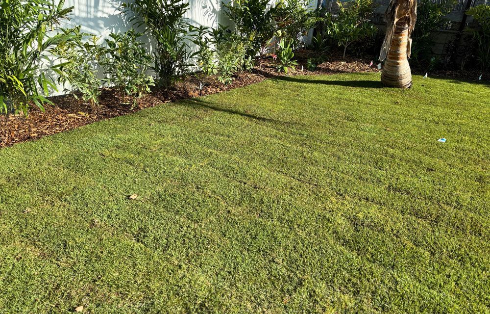 Sunlit green lawn beside a fence and palm trees in a tropical garden