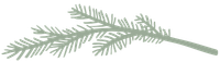 Olive green colored leafy branch on a white background, with feathery leaves and a pale green stem
