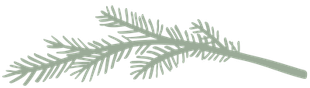 Olive green colored leafy branch on a white background, with feathery leaves and a pale green stem