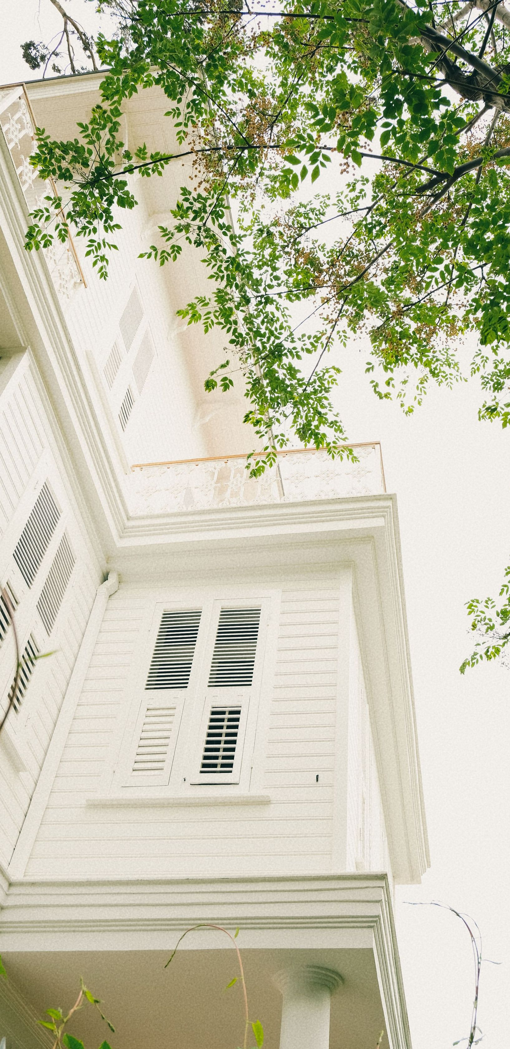 Looking up at a white building facade framed by green tree branches