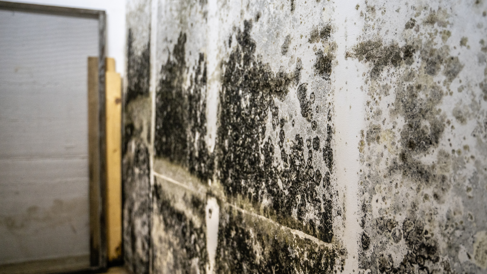 Mold infestation on interior wall in damp environment.