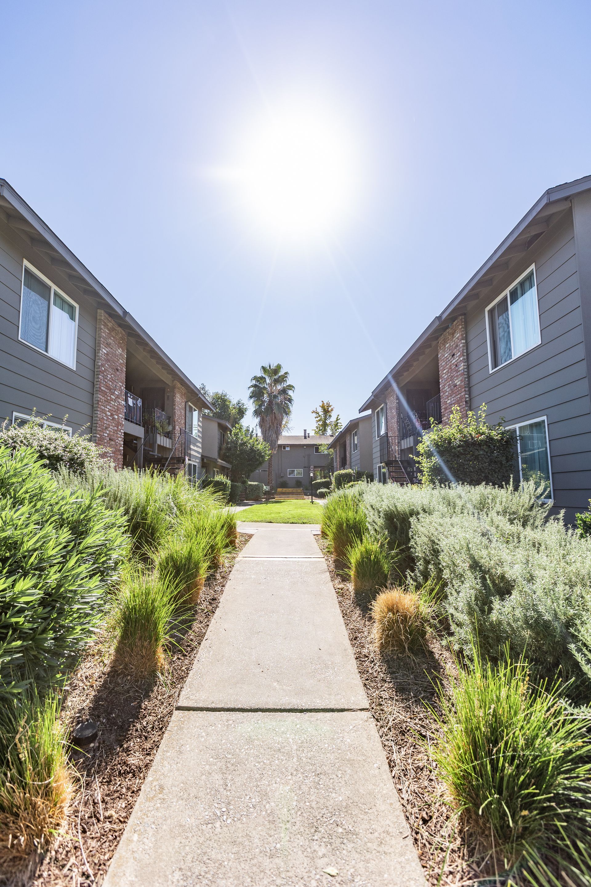 Sunny walkway between apartment buildings with shrubs and a palm tree in the distance