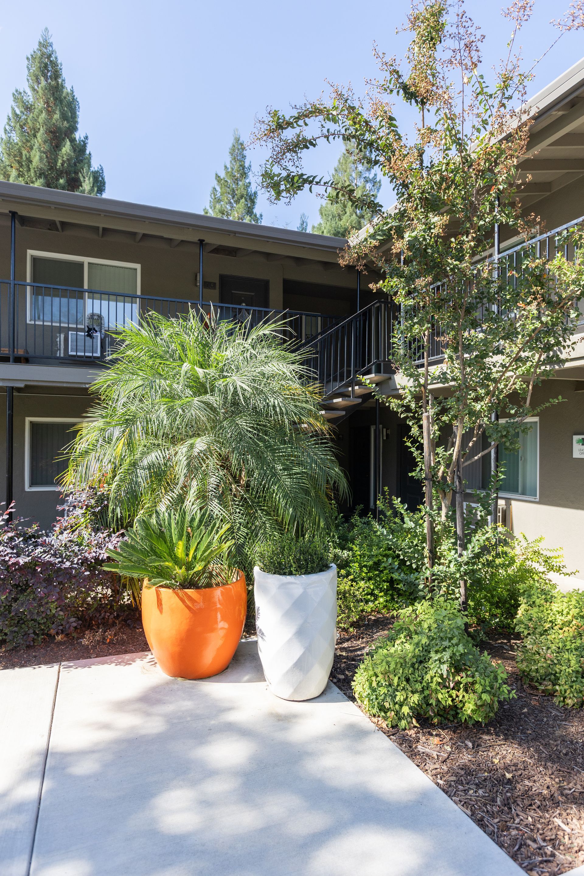 Courtyard with two large potted shrubs on a walkway beside apartment buildings