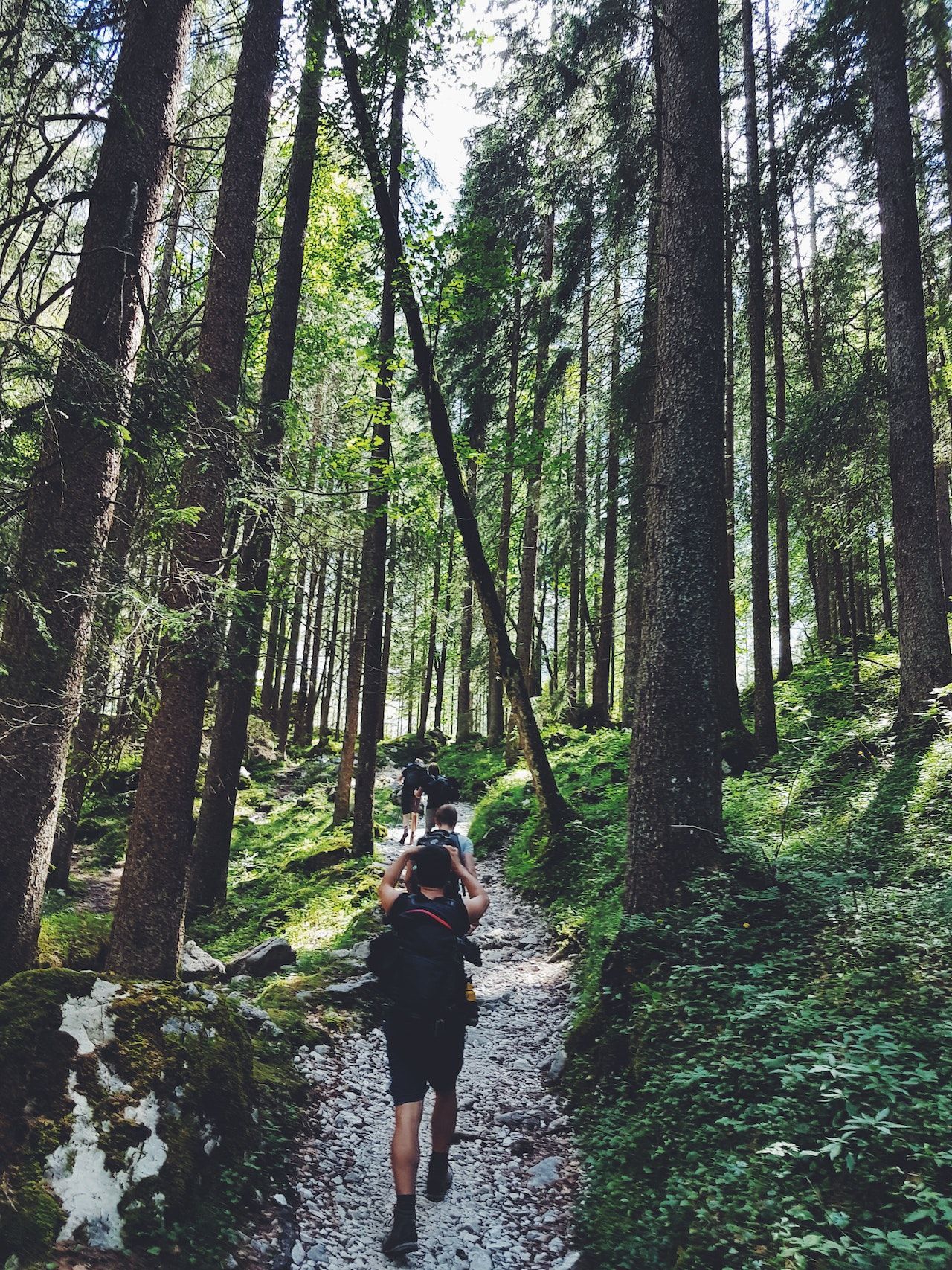 A person with a backpack is walking through a forest