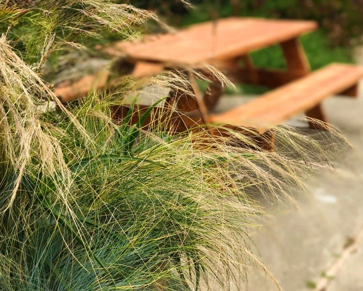 A wooden picnic table is surrounded by tall grass